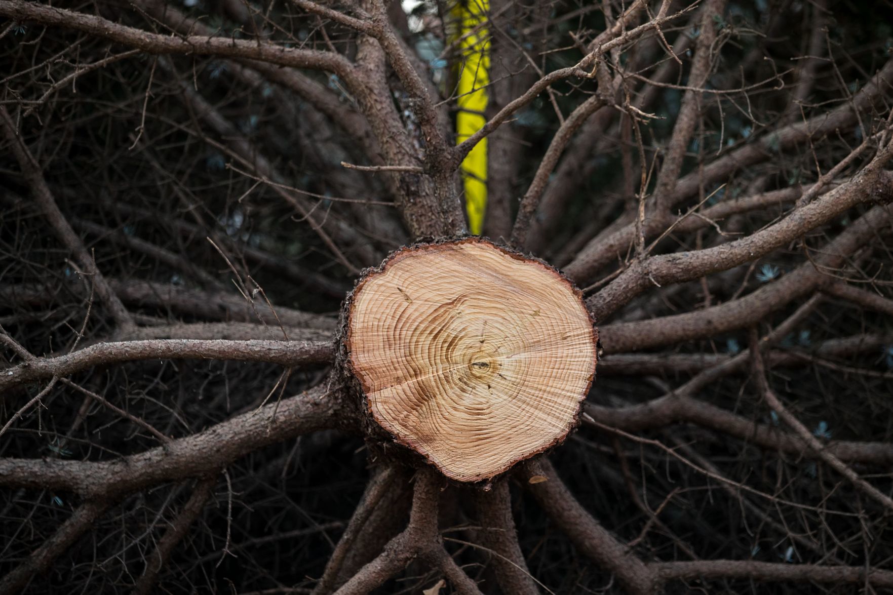 The Durham Museum's 2019 Christmas tree